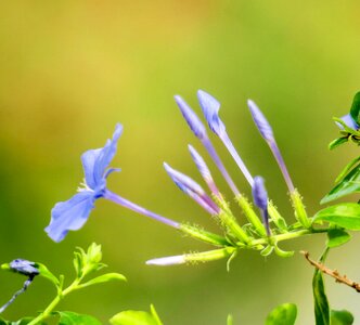 Nature bloom green blue