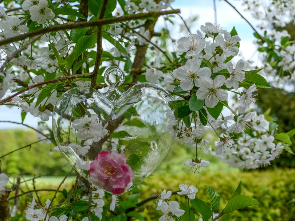 Flower tree garden