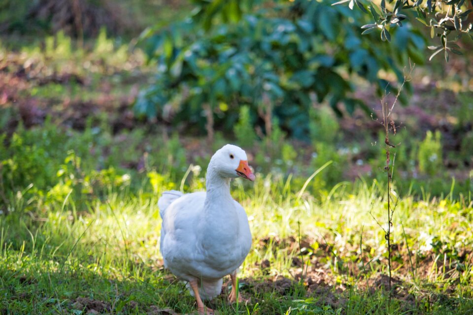 The ducks animal poultry