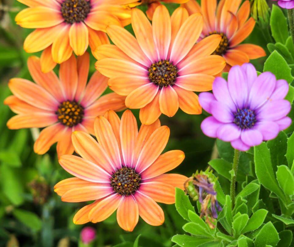 Flowering plant fresh