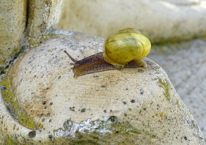 View casing mollusk