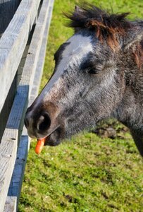 Carrot ireland pony