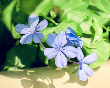 Nature bloom green blue