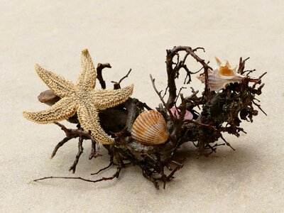 Mussels still life sand