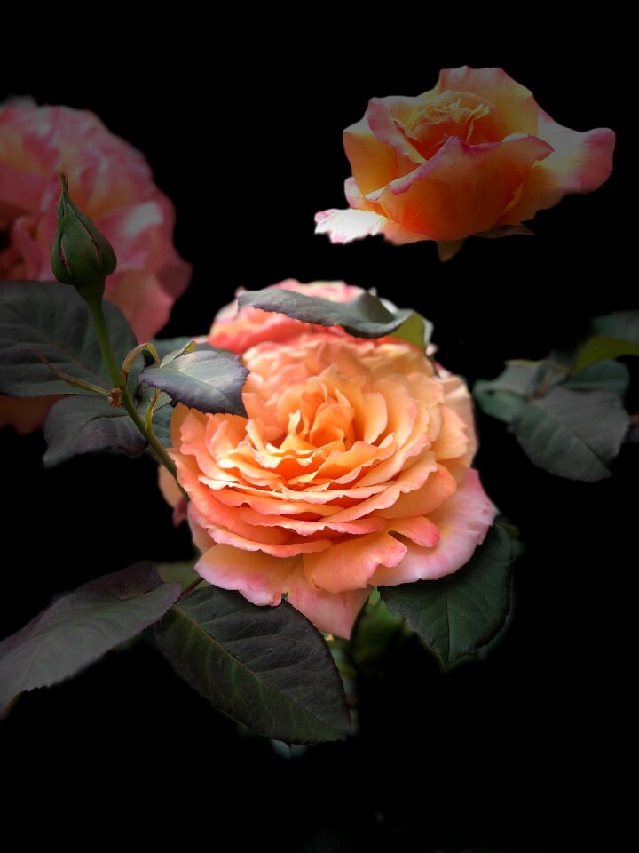 Bloom blossom nature