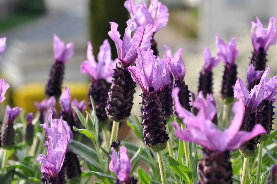 Flora plant purple