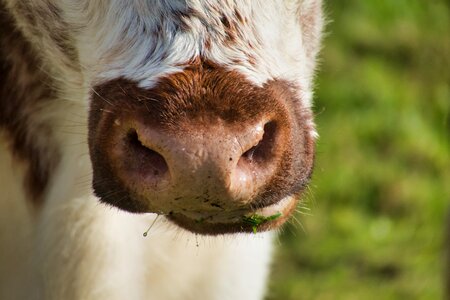 Nose snout livestock photo
