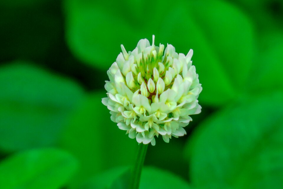 Flowering plant fresh