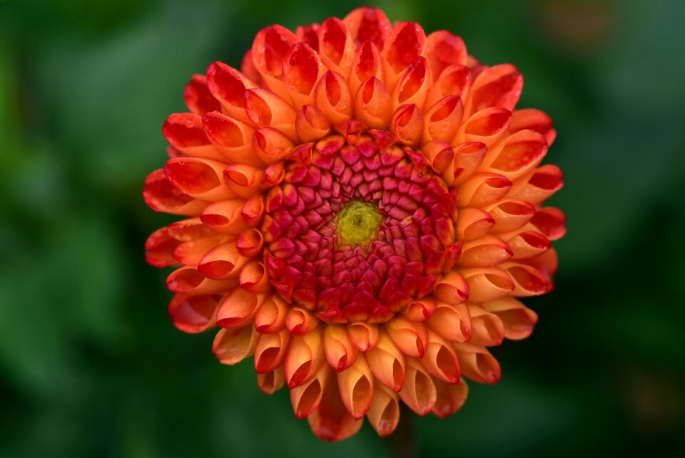Flower plant dahlia garden
