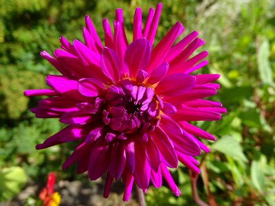 Nature petals plants
