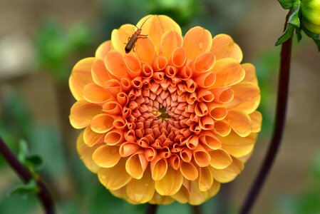 Flower plant dahlia garden