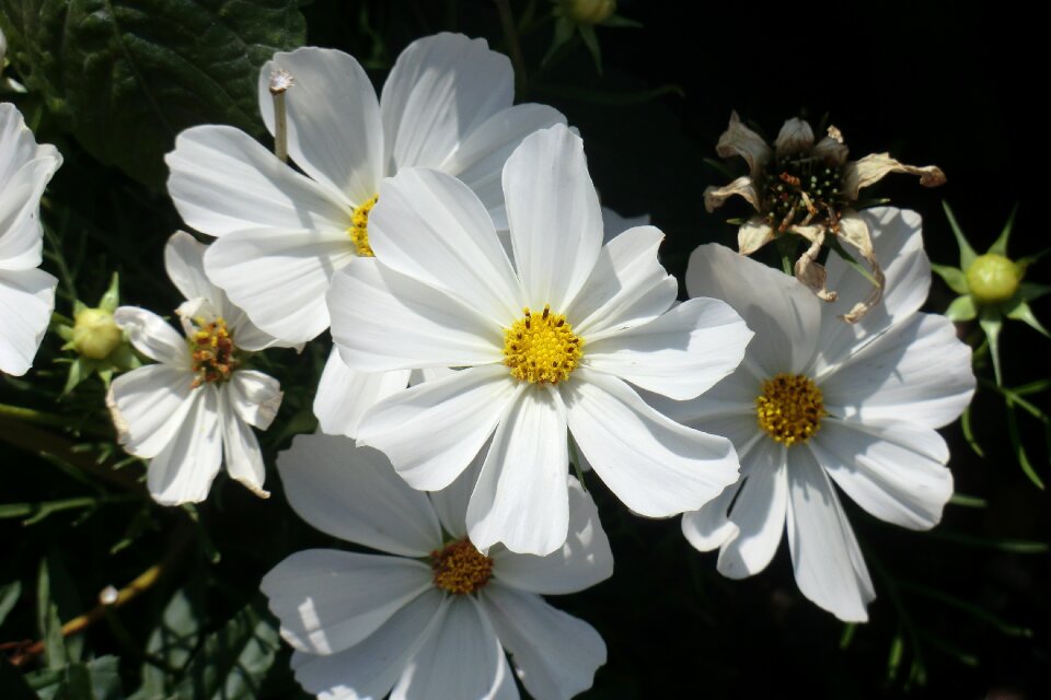 Blossom bloom nature