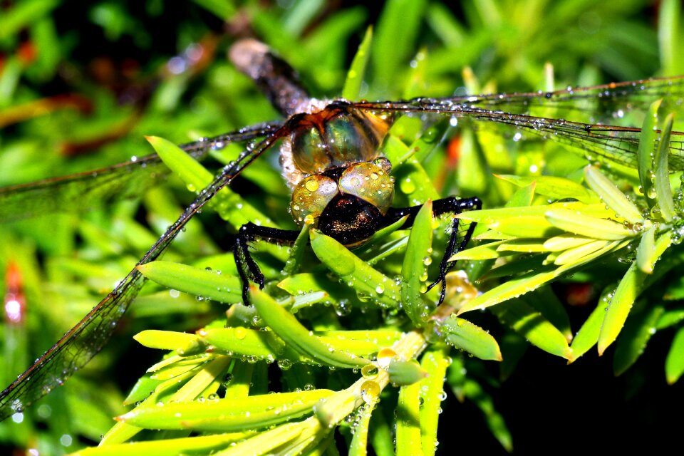 Ważka insect Free photos