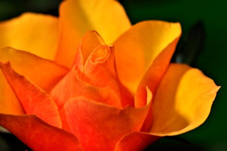 Garden yellow orange flower