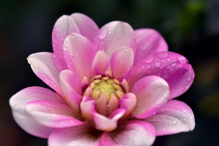 Flower plant dahlia garden