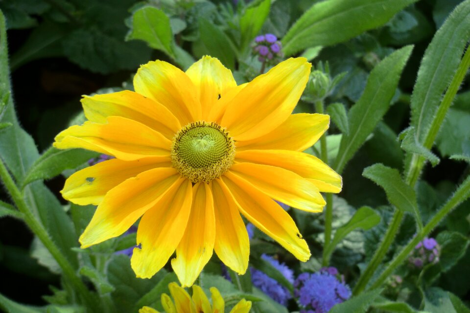 Orange blossom bloom