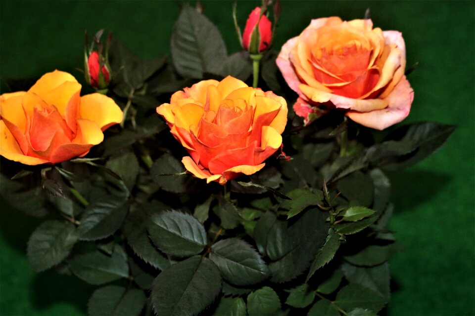 Garden petals yellow