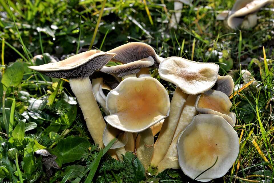 Mushroom autumn fungal species