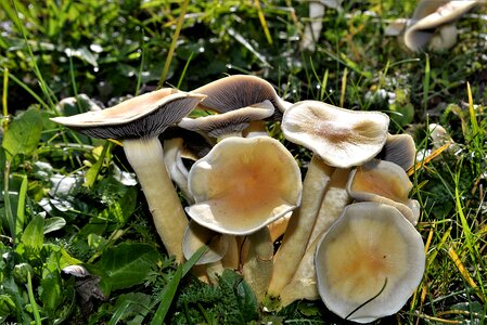 Mushroom autumn fungal species