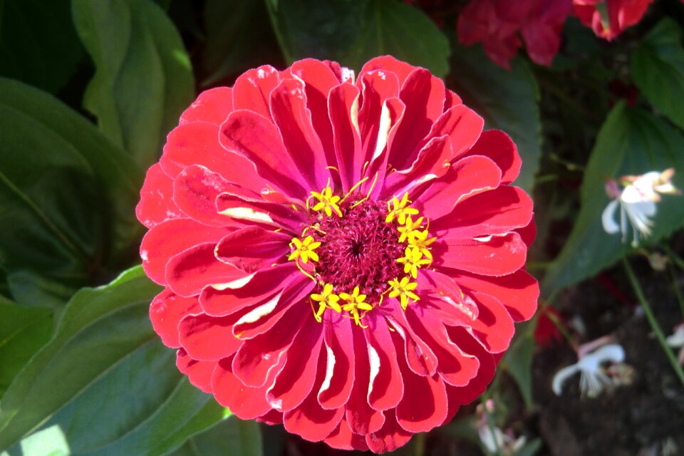 Filled blossom bloom