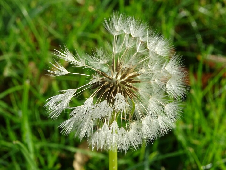 Nature seeds garden photo