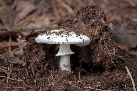 Poison tree dirt