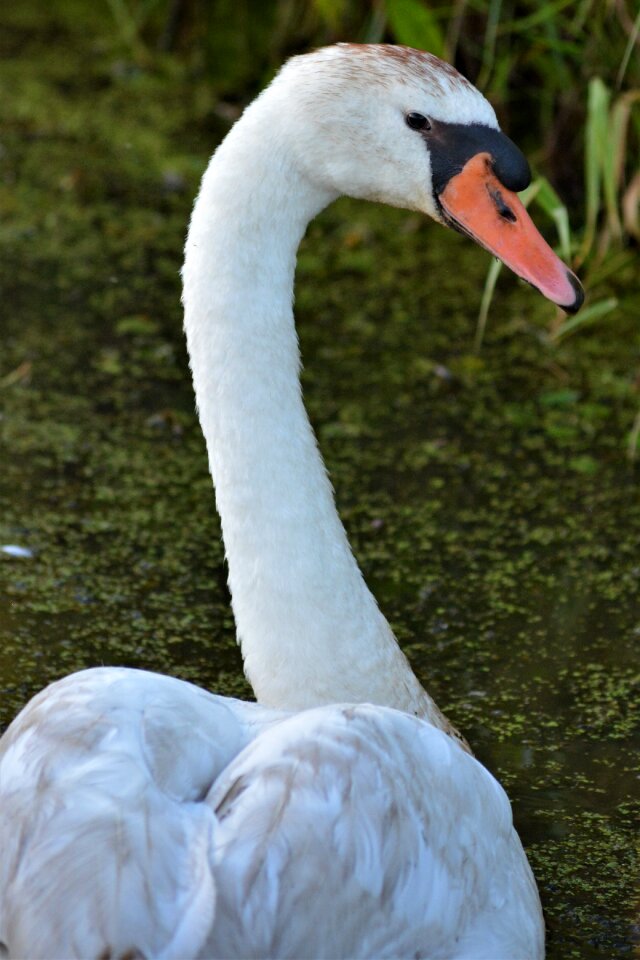Bird nature animal world
