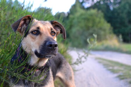 Summer dog animal