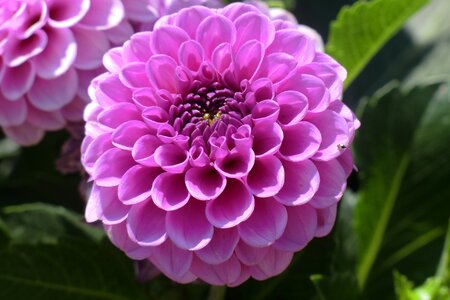 Dahlia blossom bloom
