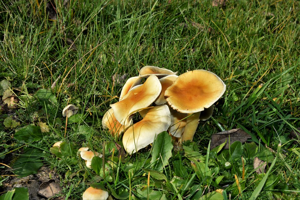 Disc fungus autumn close up photo