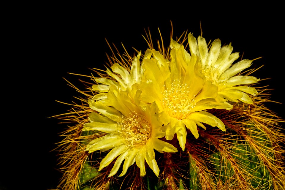 Cactus flowers close up summer