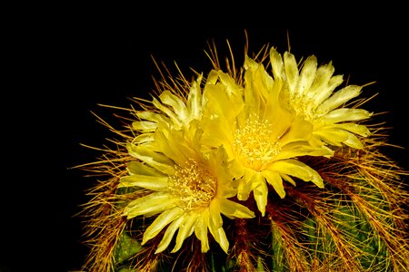 Cactus flowers close up summer