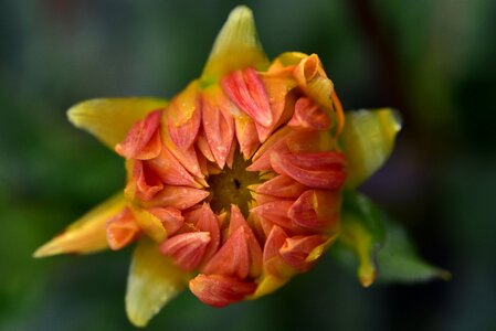 Flower plant dahlia garden photo