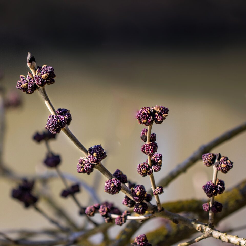 Nature flower Free photos