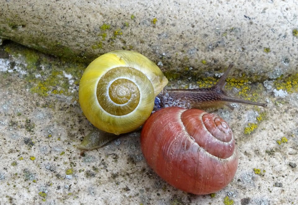View casing mollusk