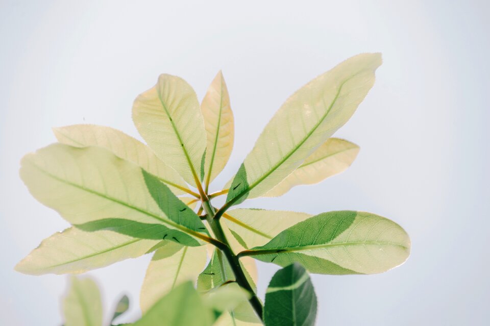 Trees environment leaf