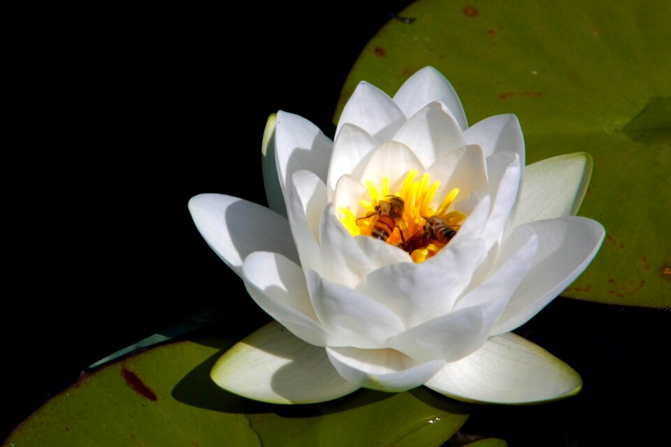 Lily pool bee