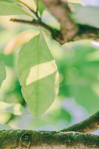 Trees environment leaf