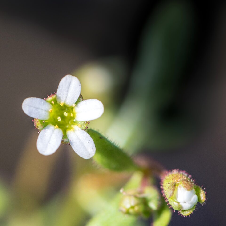 White flower nature Free photos