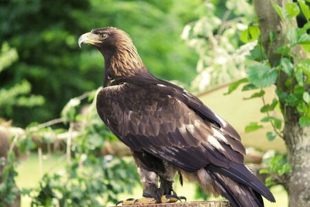 Bird bill bird of prey photo