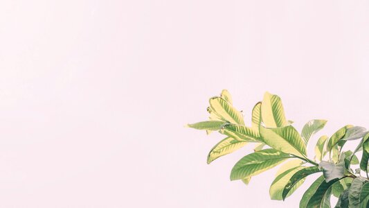 Trees environment leaf