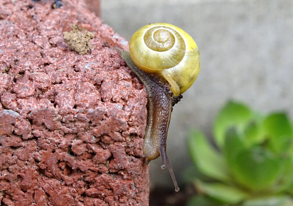 View casing mollusk