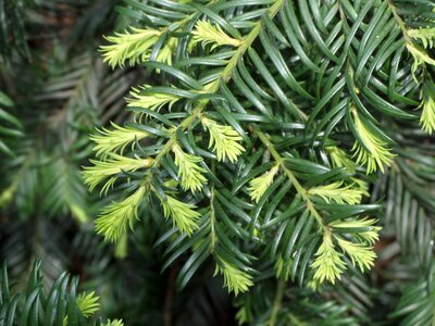 Fir tree spruce wood conifer photo