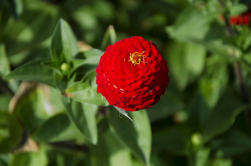 Red flower summer garden
