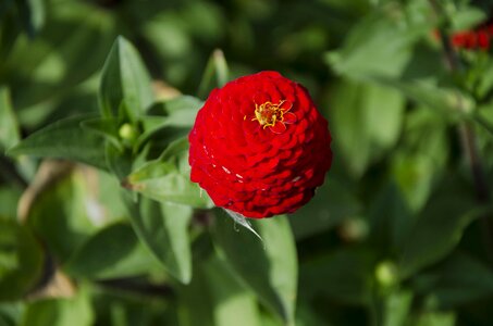 Red flower summer garden