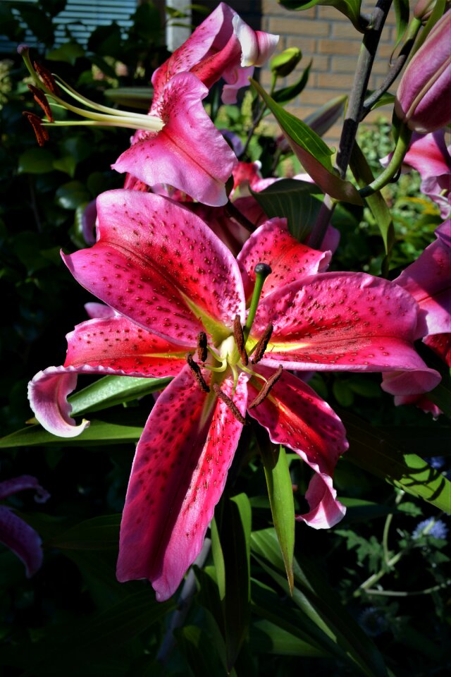 Bloom flower nature