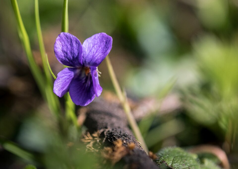 Flower violet Free photos