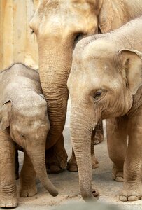 Baby animal world young animal