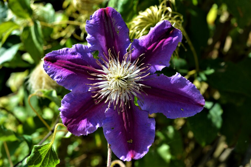 Blossom bloom plant