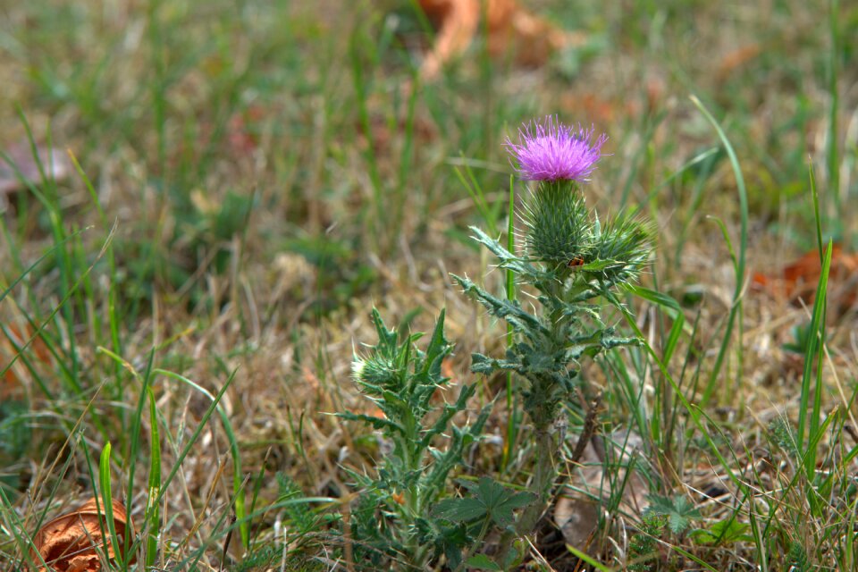 Grass summer nature